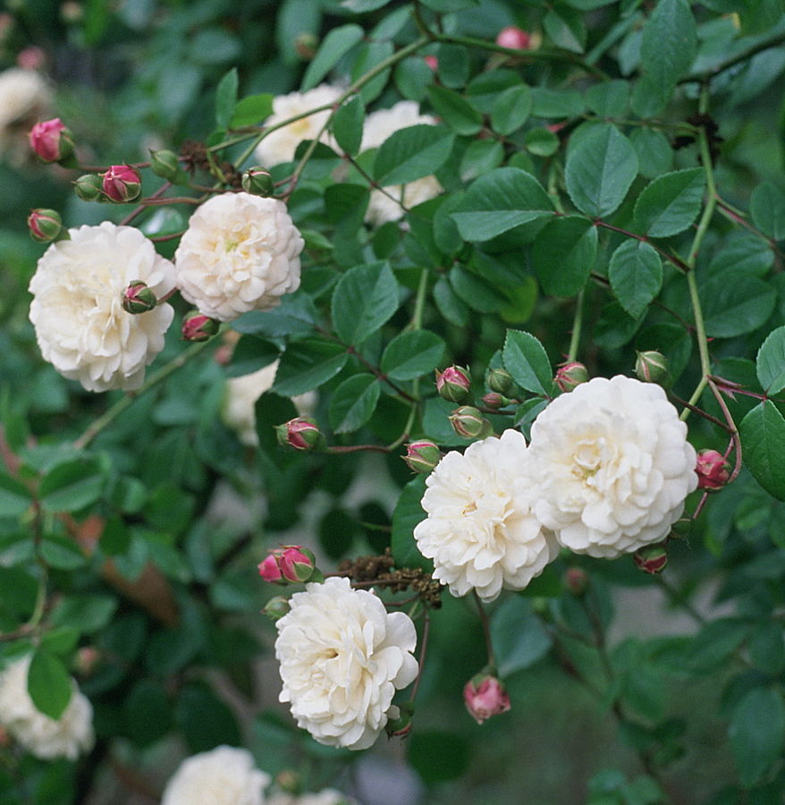 Roses - choose and care for roses in your garden