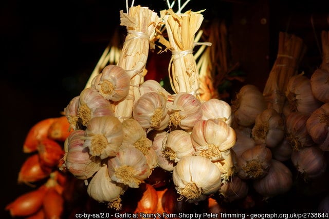 Plant garlic in November for a summer harvest