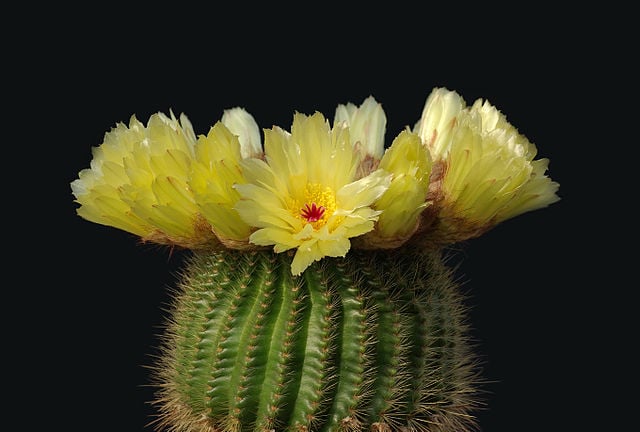 Seven desert cacti and how to make them flower indoors