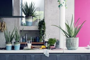 Bring the outdoors in: how to make a room feel more like a garden