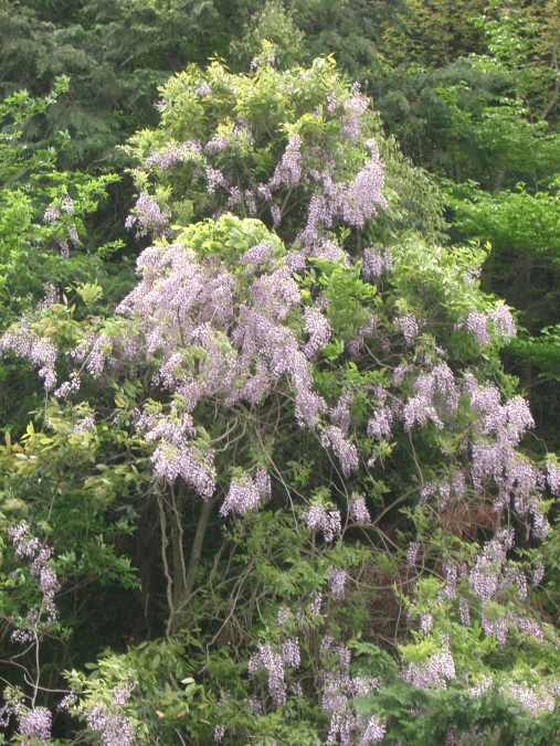 Wisteria: a stunning plant for any garden