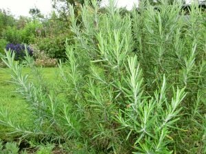 Free herbs - how to grow more in your garden or patio