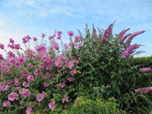 It's time to cut back tall summer-flowering shrubs