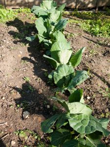 Plant spring cabbage now for spring greens from February