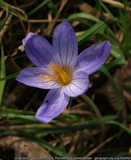 Autumn crocus and autumn flowering crocus: different and lovely in any garden