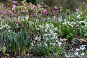 Spring colour in your garden - act now!