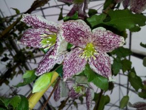 Winter flowering clematis - stars of winter gardens and patios