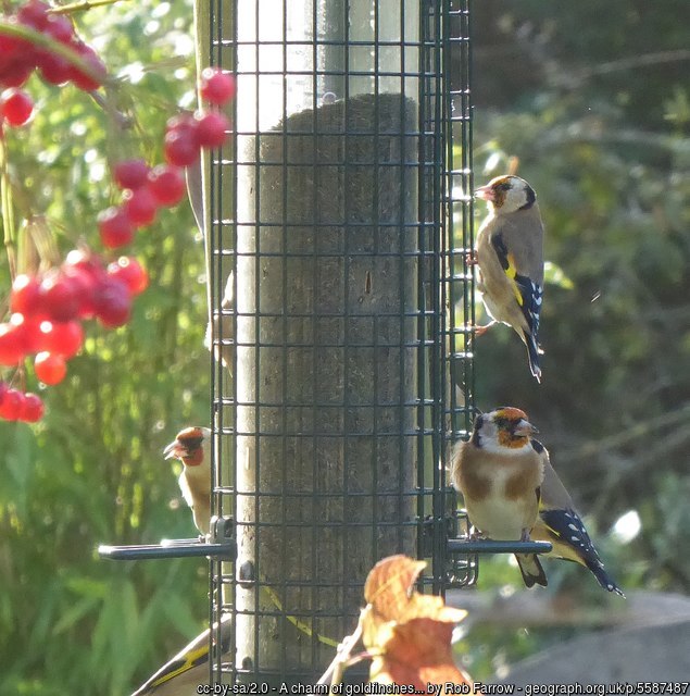 Feed garden birds this winter: it's good for them and for you!