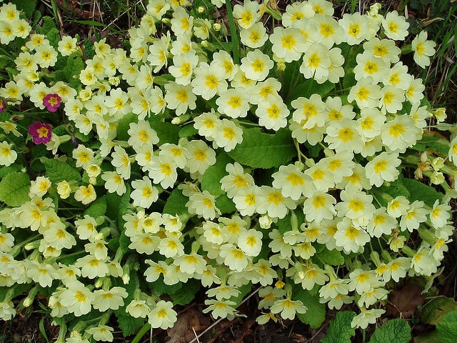 Pale and interesting primroses and their primula cousins