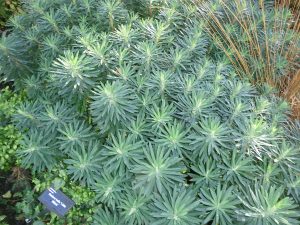 Euphorbia - wonderful winter (and summer) plants