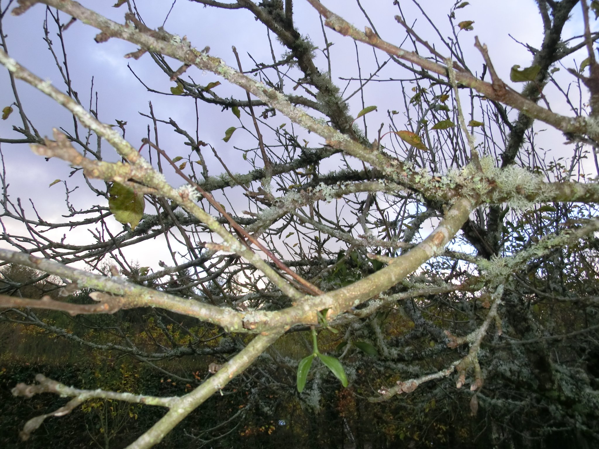 Winter prune ‘standard’ fruit trees: how to do it!