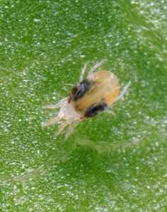 Act now to control red spider mite in your conservatory or greenhouse