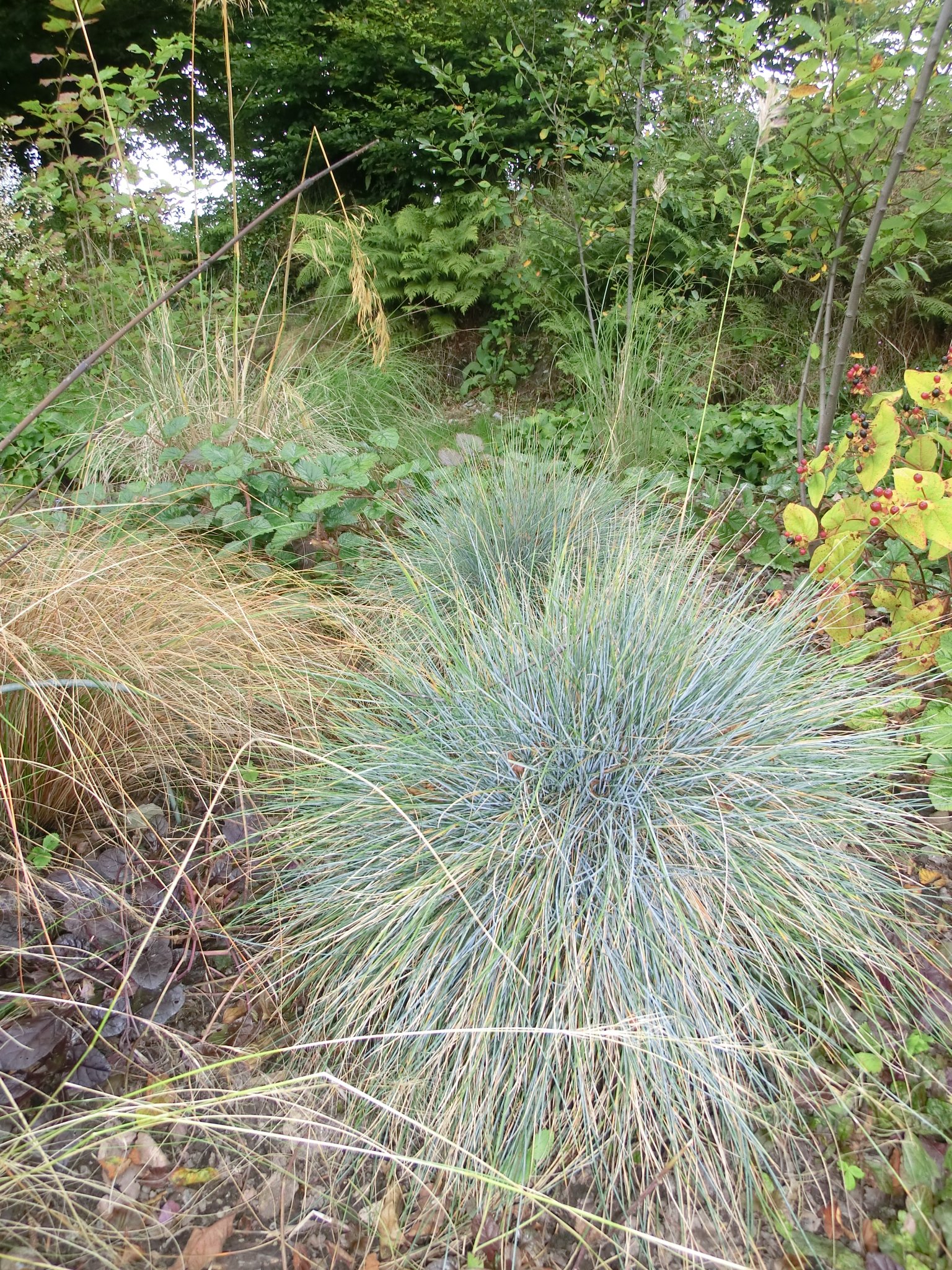 Ornamental grasses – early to mid spring is time to tidy up