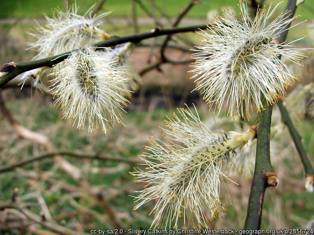 Catkins – a sure sign of spring, and a perfect feature in your garden