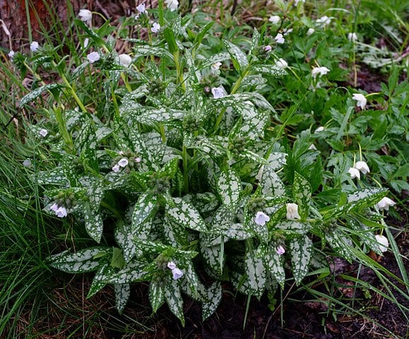 Pulmonaria officianalis 'Opal'. pulmonarias