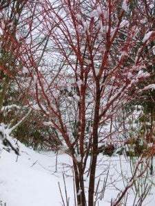 Snow and wind damage: things to do in your garden now!