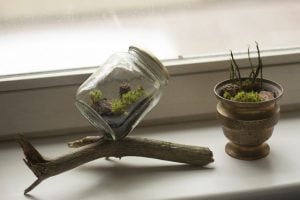 Unwind by making a terrarium and watching plants grow