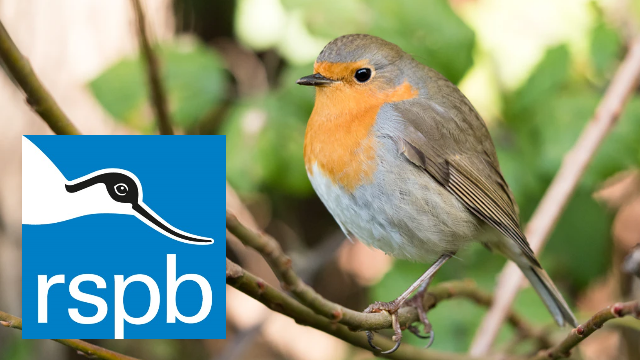 Bird Watching Weekend with RSPB